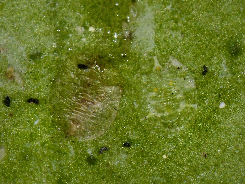 Aleyrodidae?